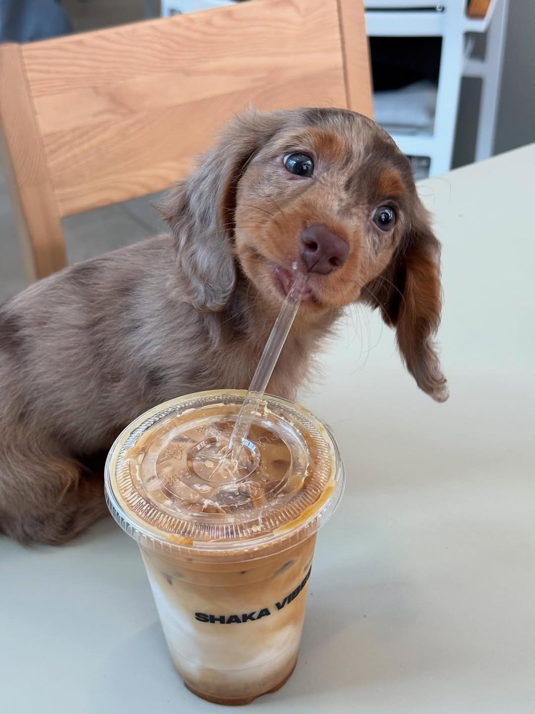 Royal Dachshunds Breeder - Happy Dachshund Puppy