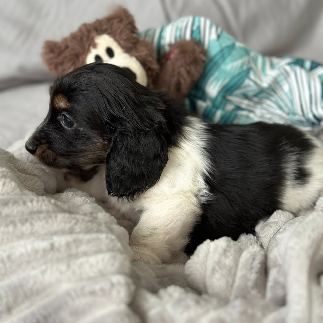 RoyalDachshund article - Discover the Joy of Pet Adoption