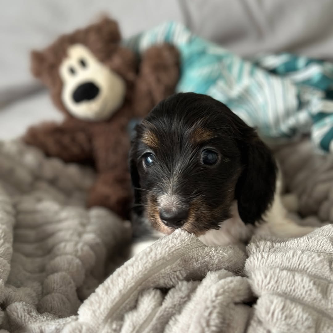 RoyalDachshund article - Creating a Happy Home for Your New Pet