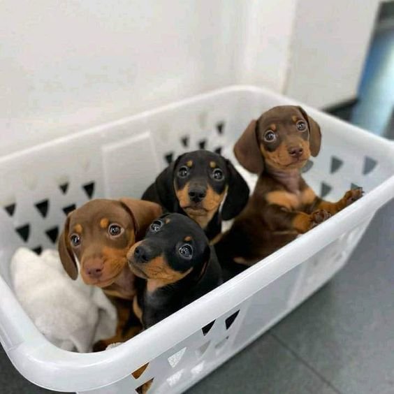 Early socialization for Dachshund puppies