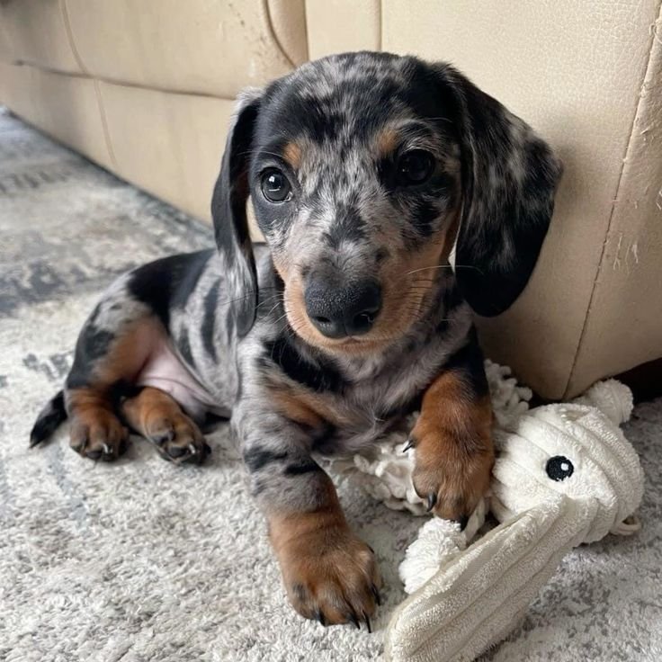 Daily health monitoring of Dachshund puppies
