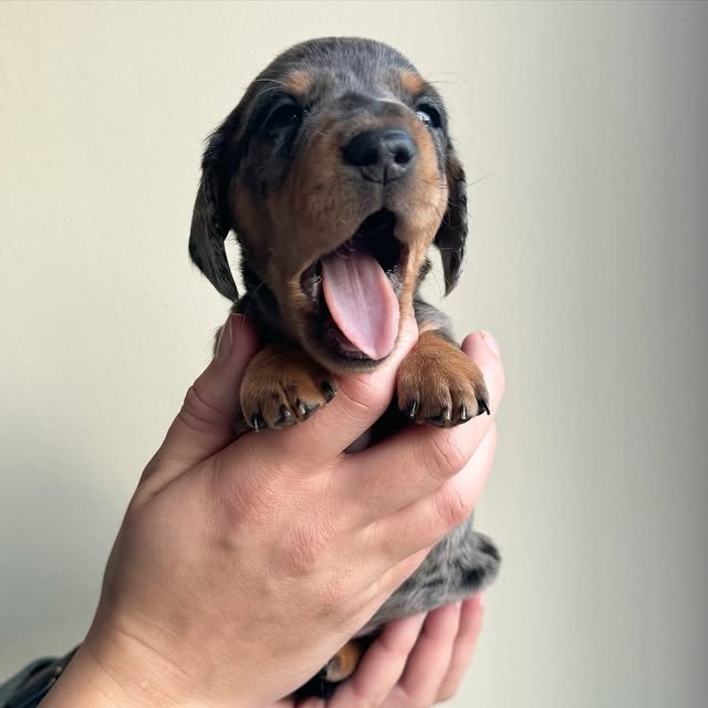 RoyalDachshund Puppy Transport, Health Guarantee, and Adoption FAQs