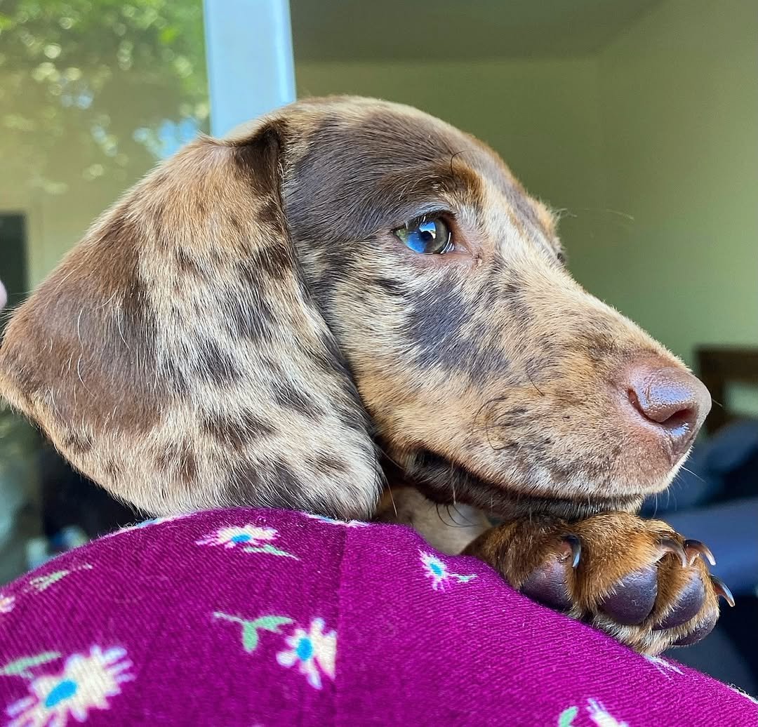 Dachshund Puppy Available for Adoption