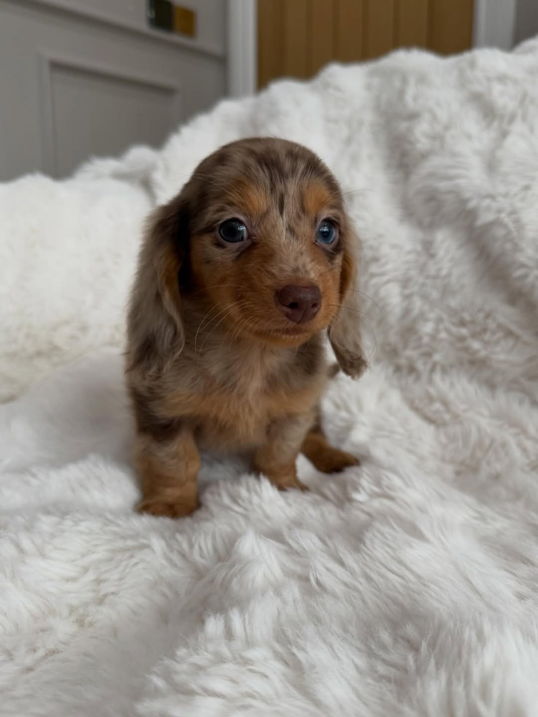 Loki as a Dachshund puppy from RoyalDachshund