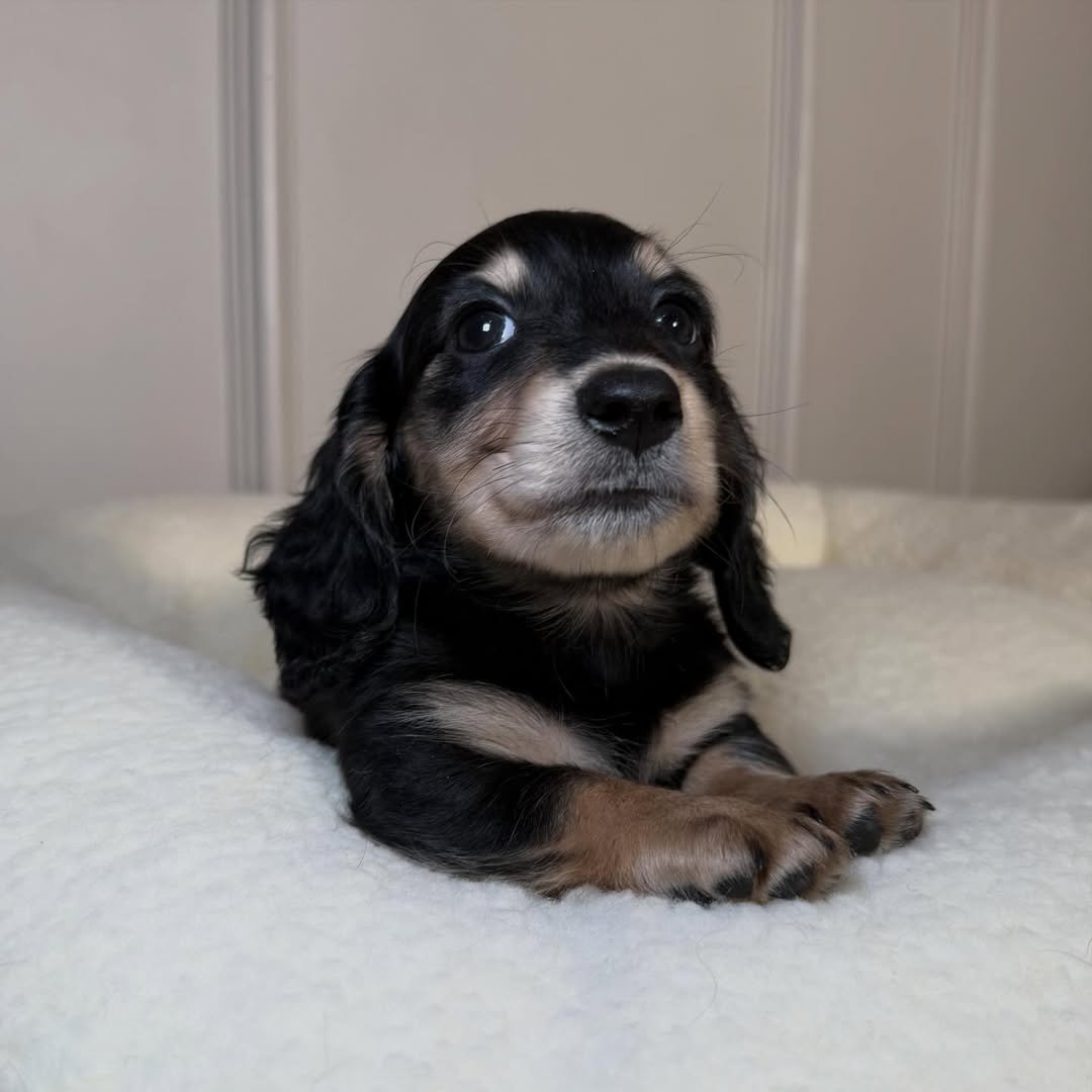 Mendi as a Dachshund puppy from RoyalDachshund