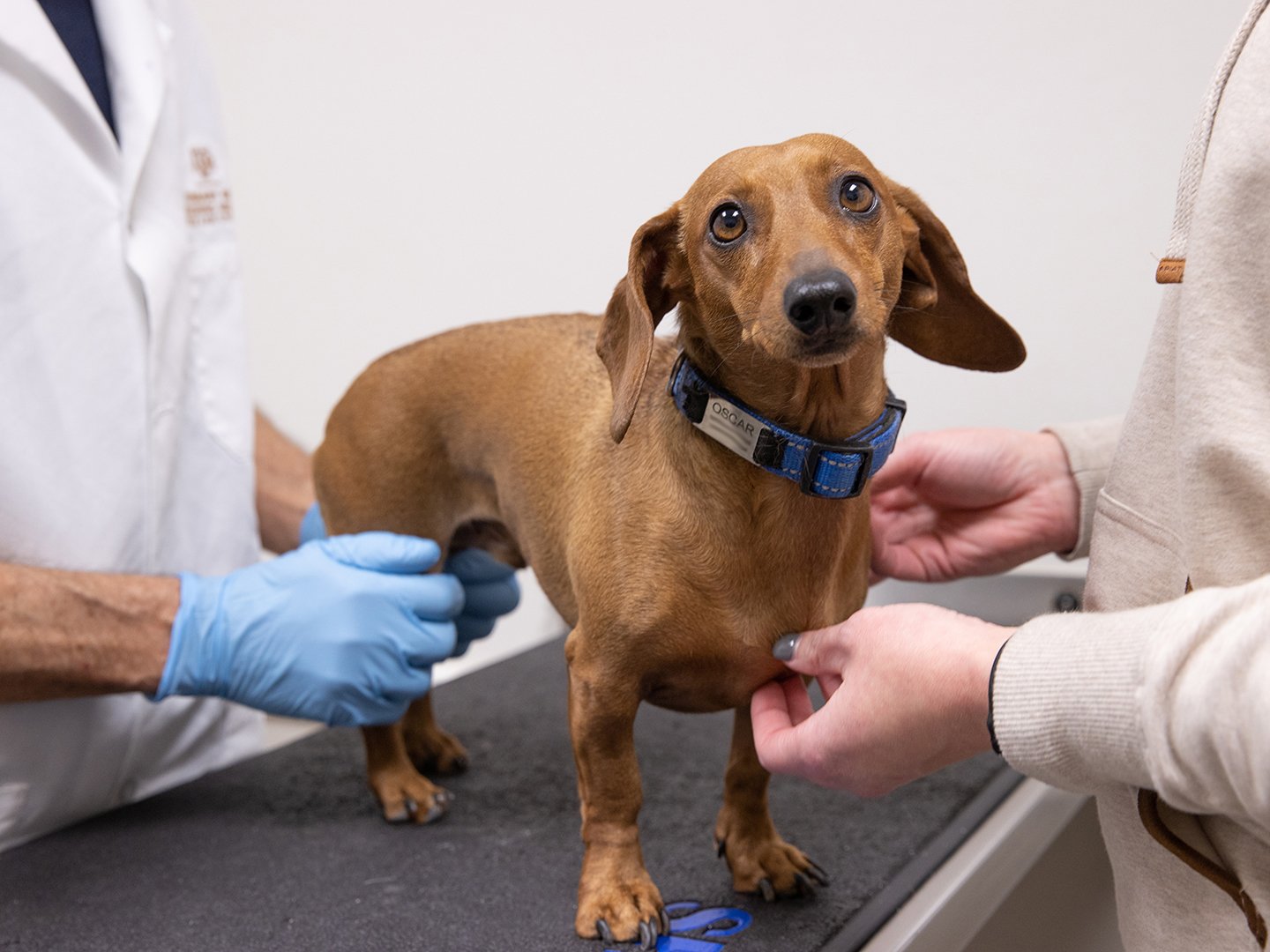 Veterinary Health Checks