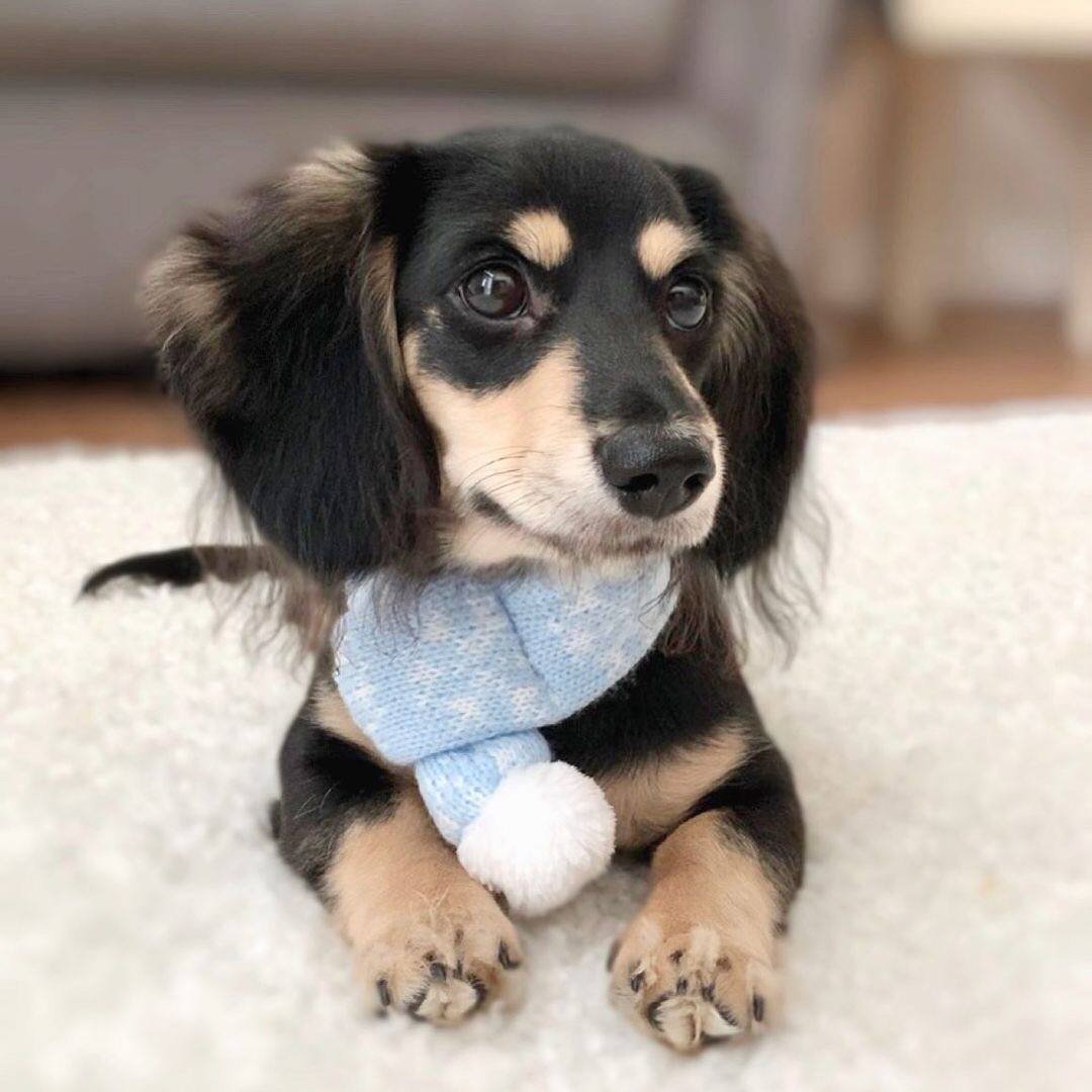 Milo playing - playful CKC registered Dachshund puppy ready for delivery