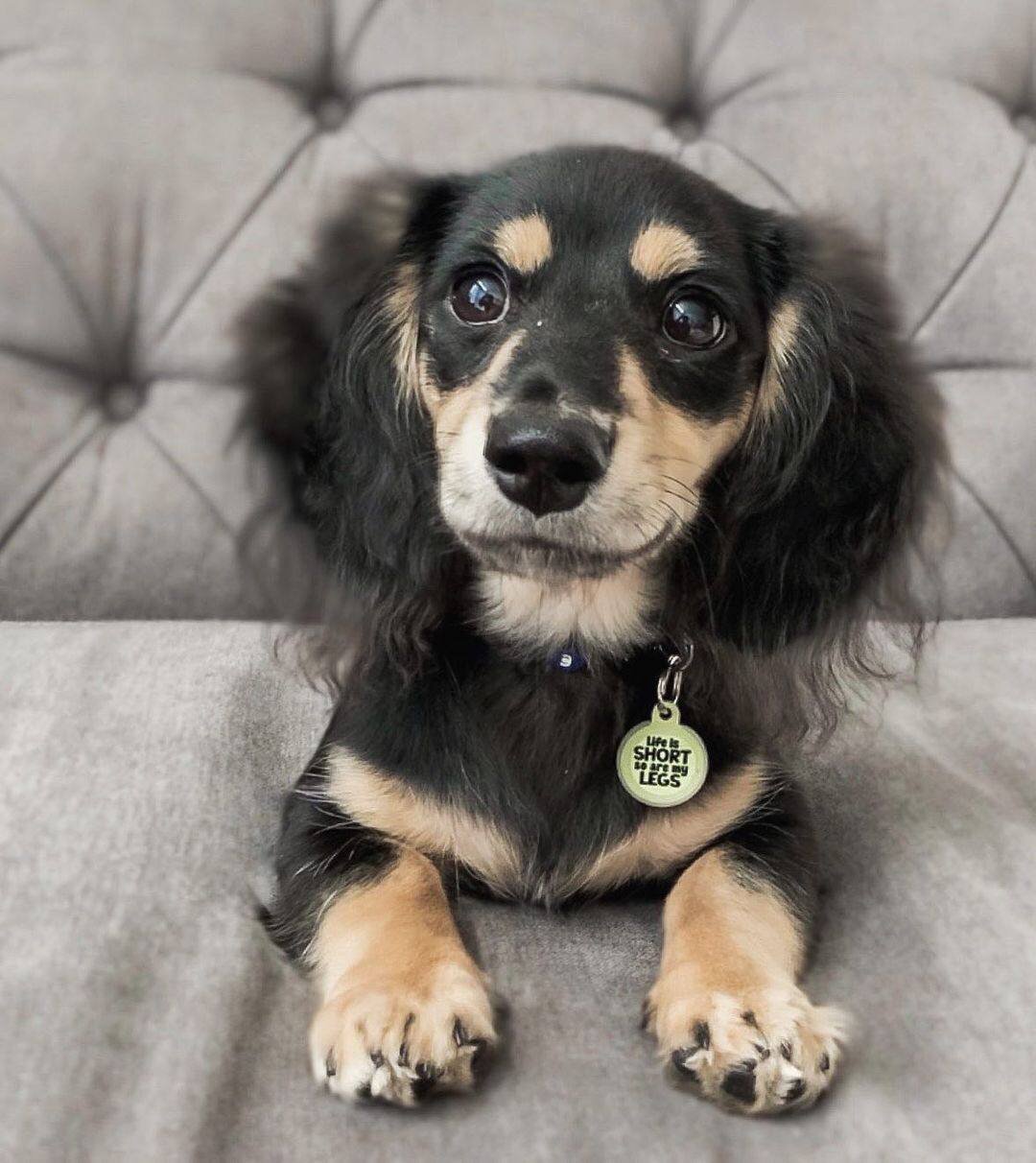 Milo side profile - healthy male miniature Dachshund puppy Ontario