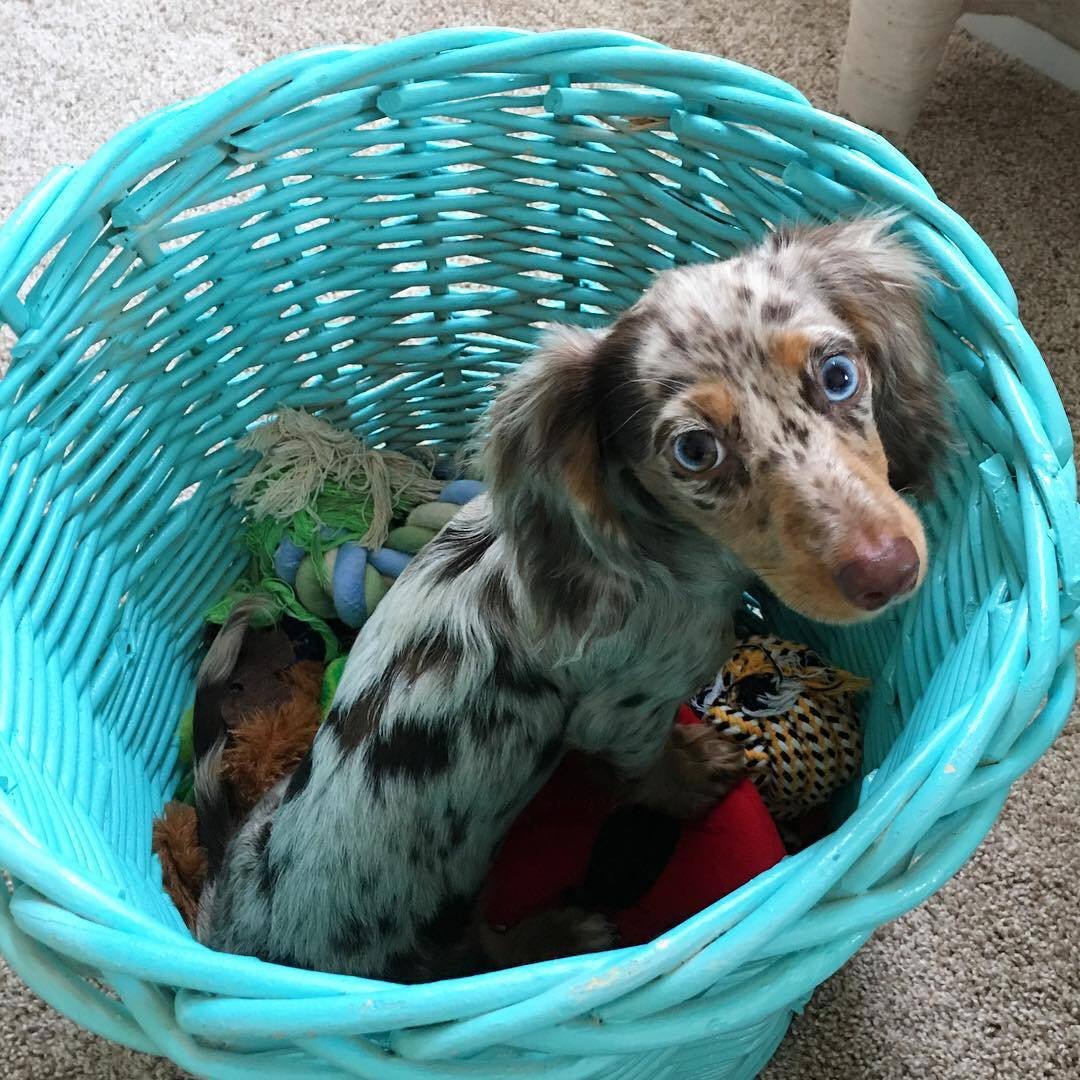 Nino close-up face - adorable male miniature Dachshund puppy BC