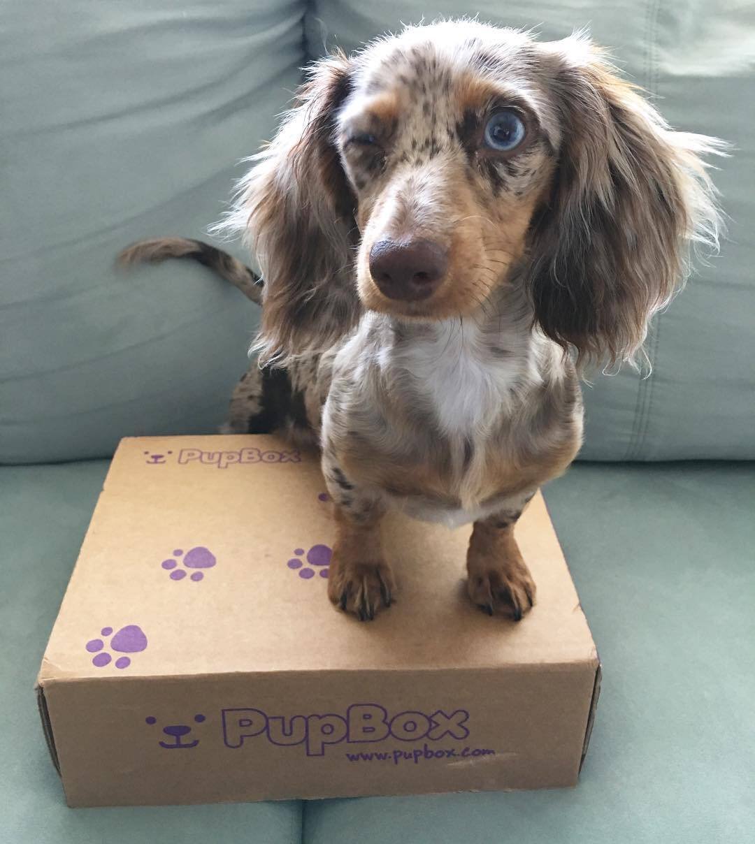Nino playing - playful CKC registered Dachshund puppy ready for delivery