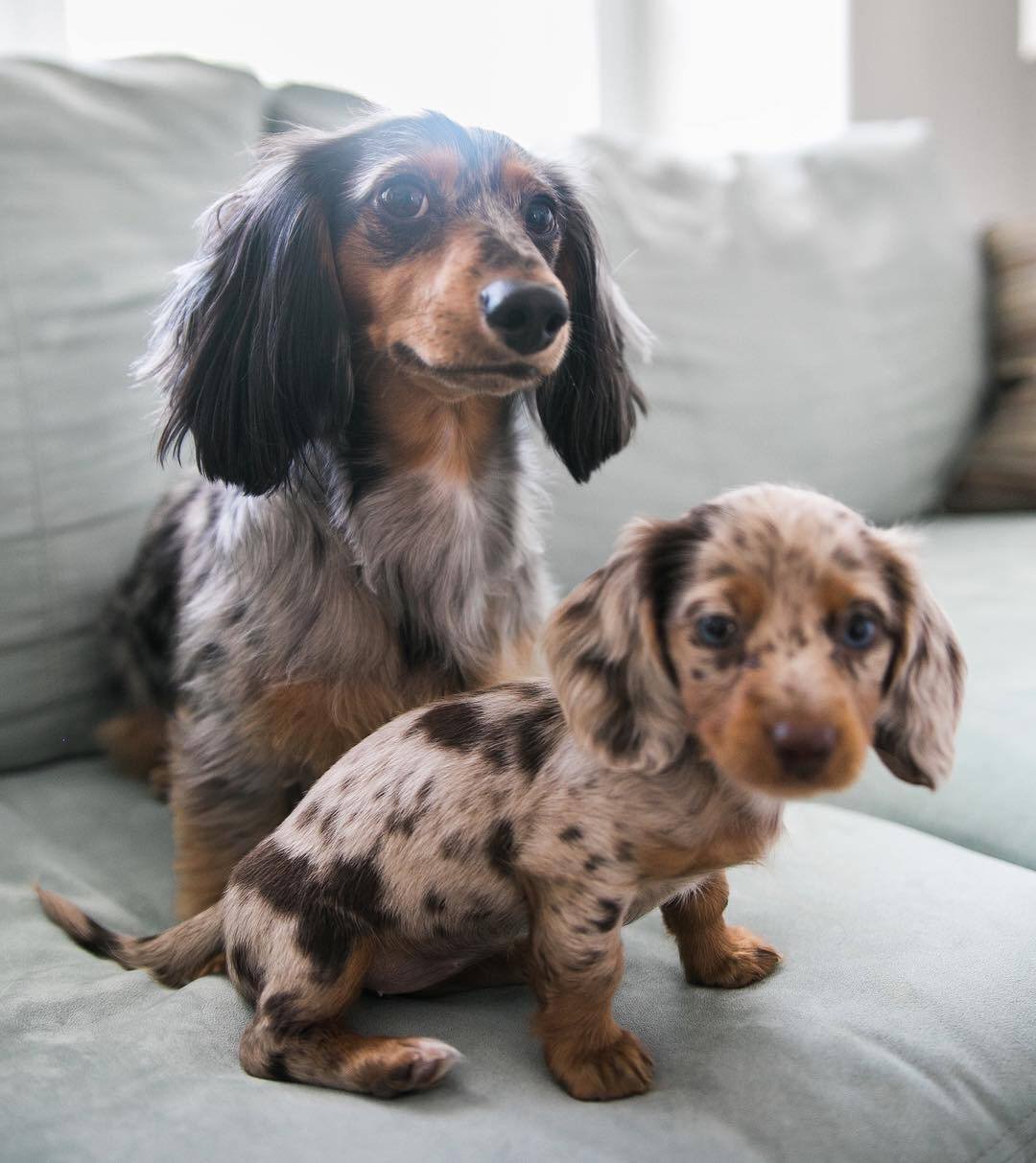 Nino side profile - healthy male miniature Dachshund puppy Ontario