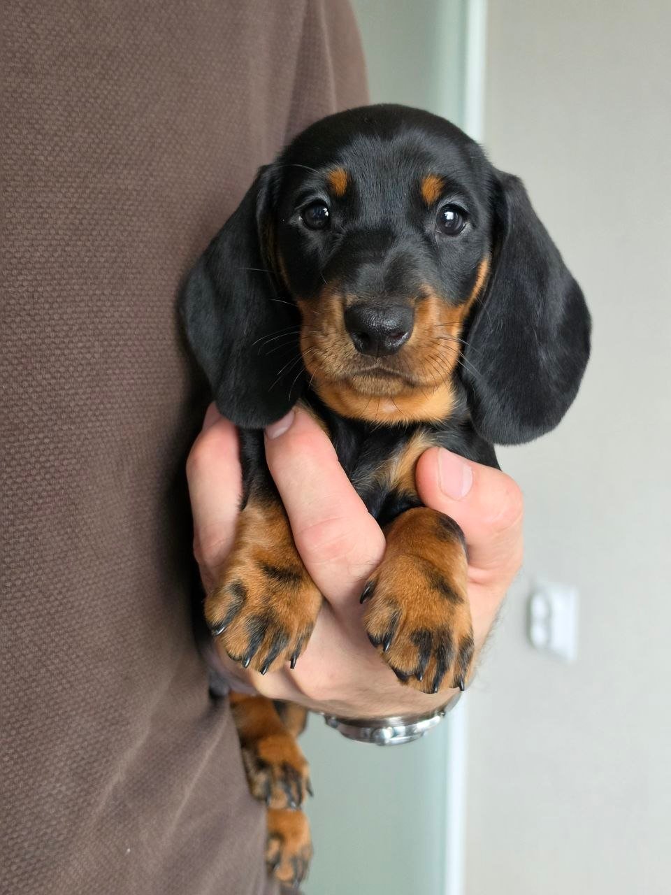 Pepe side profile - healthy female miniature Dachshund puppy Ontario