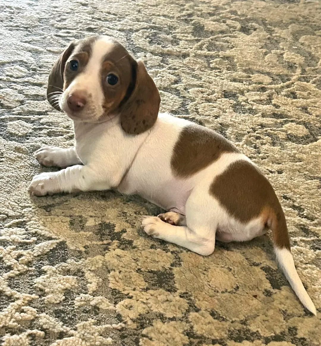 Daisy female Dachshund puppy for sale