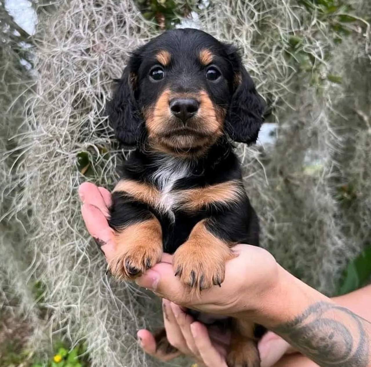 Alice close-up face - adorable female miniature Dachshund puppy BC