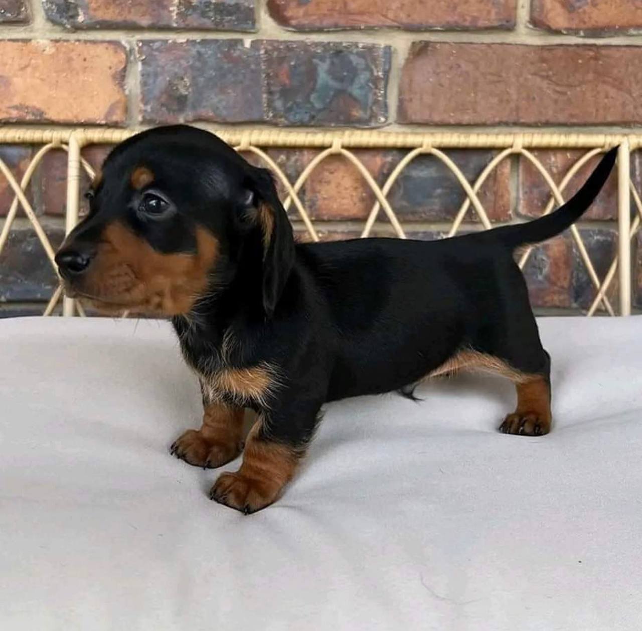 Alice playing - playful CKC registered Dachshund puppy ready for delivery