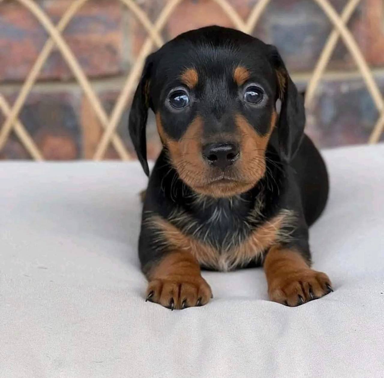 Alice side profile - healthy female miniature Dachshund puppy Ontario