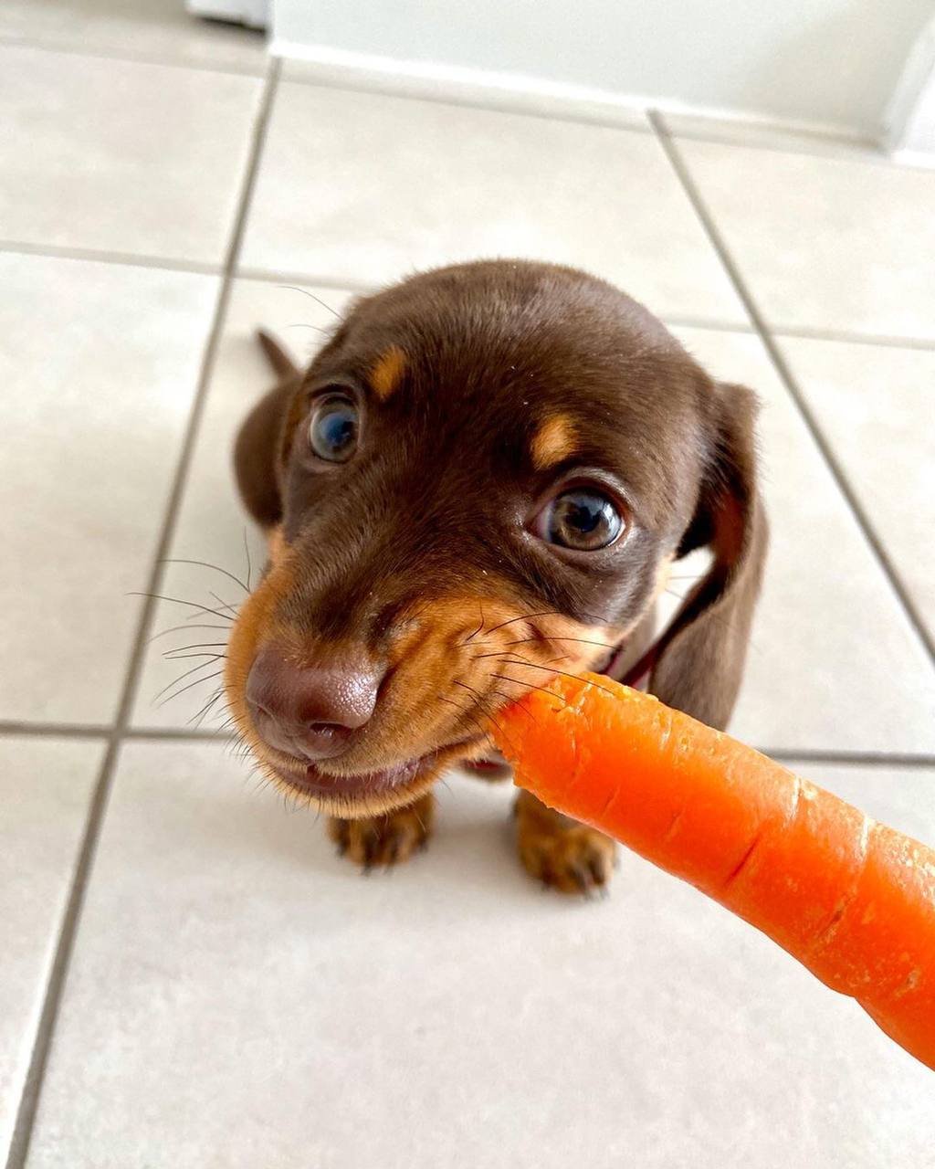 Bubu close-up face - adorable male miniature Dachshund puppy BC