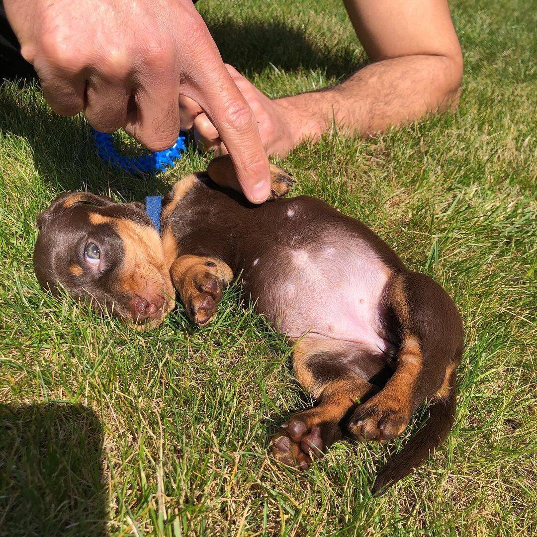 Bubu playing - playful CKC registered Dachshund puppy ready for delivery