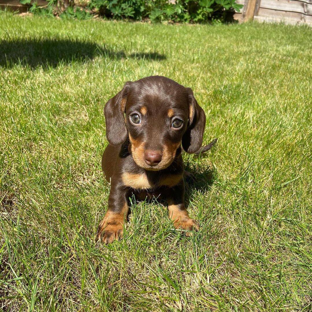 Bubu side profile - healthy male miniature Dachshund puppy Ontario