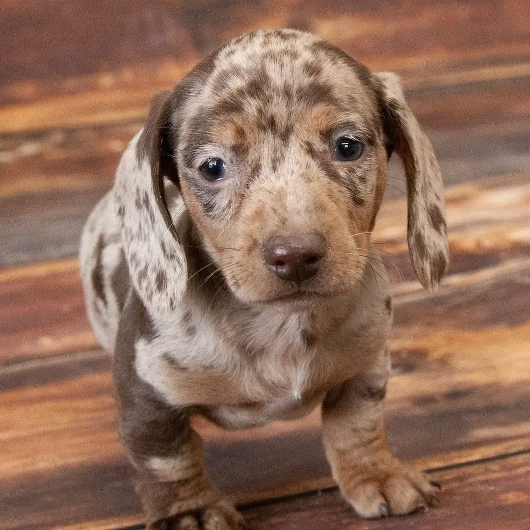 Bubu male Dachshund puppy for sale