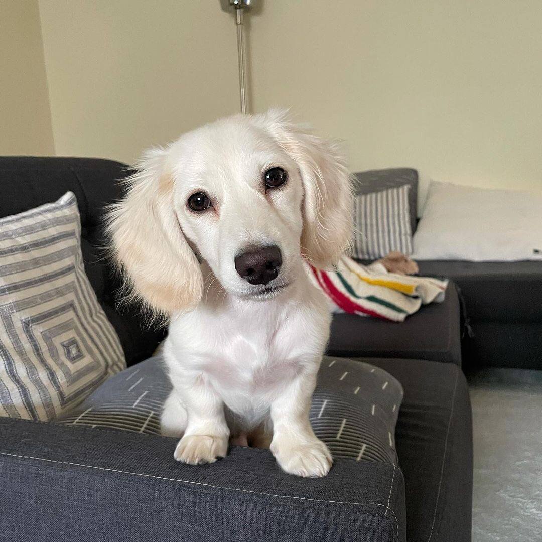 Lusi playing - playful CKC registered Dachshund puppy ready for delivery