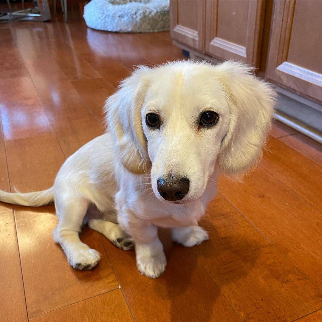 Lusi side profile - healthy male miniature Dachshund puppy Ontario