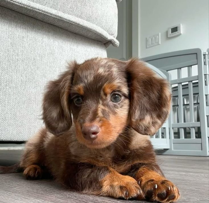 Lusi female Dachshund puppy for sale
