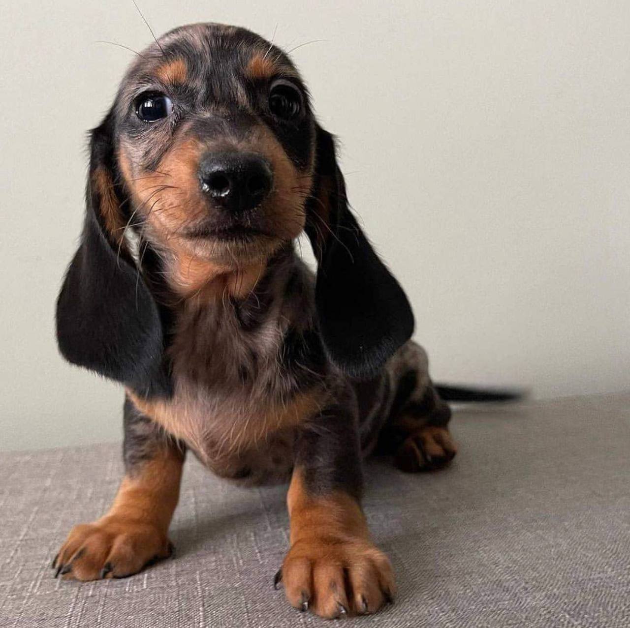 Penny playing - playful CKC registered Dachshund puppy ready for delivery