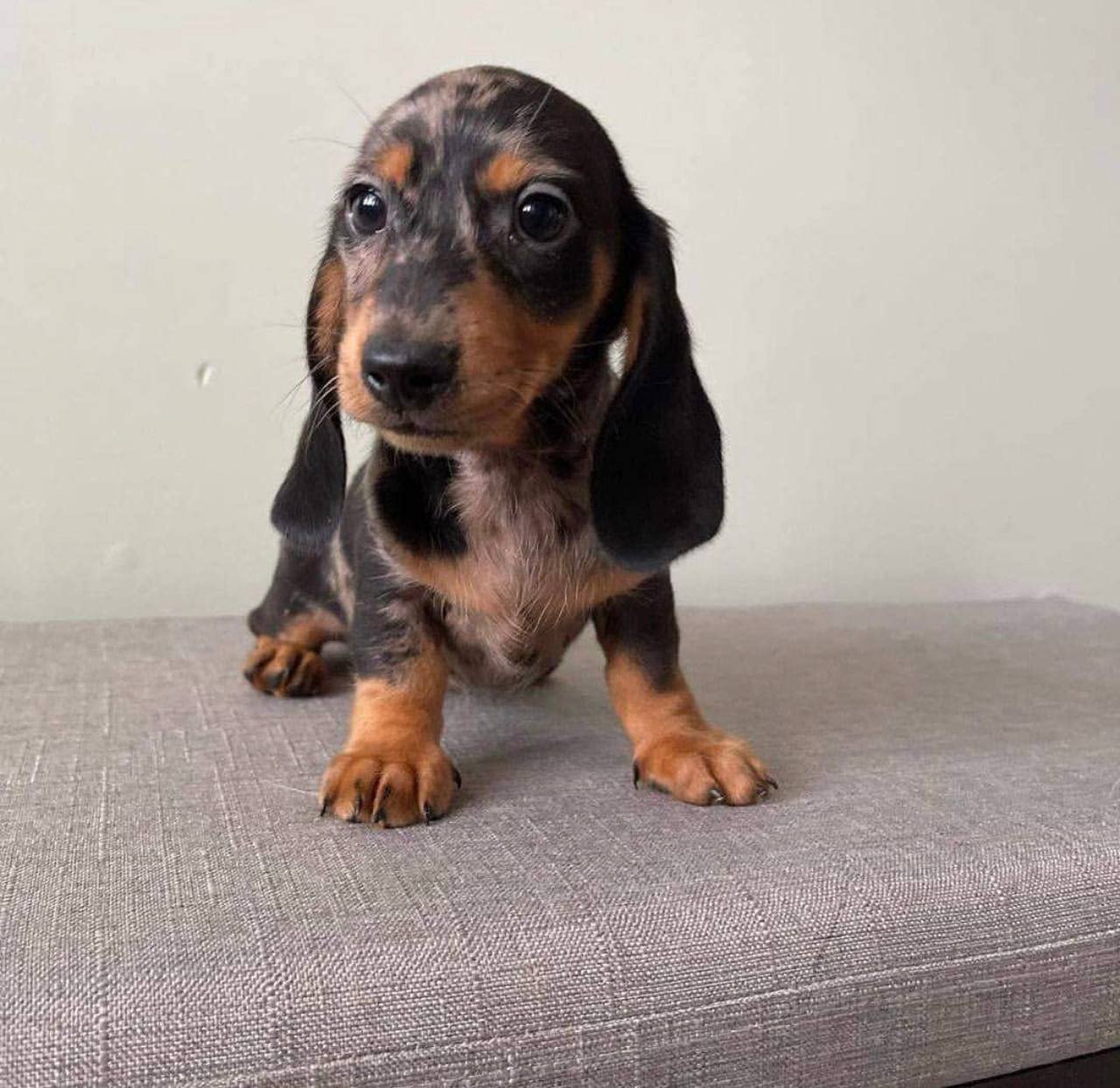 Penny side profile - healthy female miniature Dachshund puppy Ontario