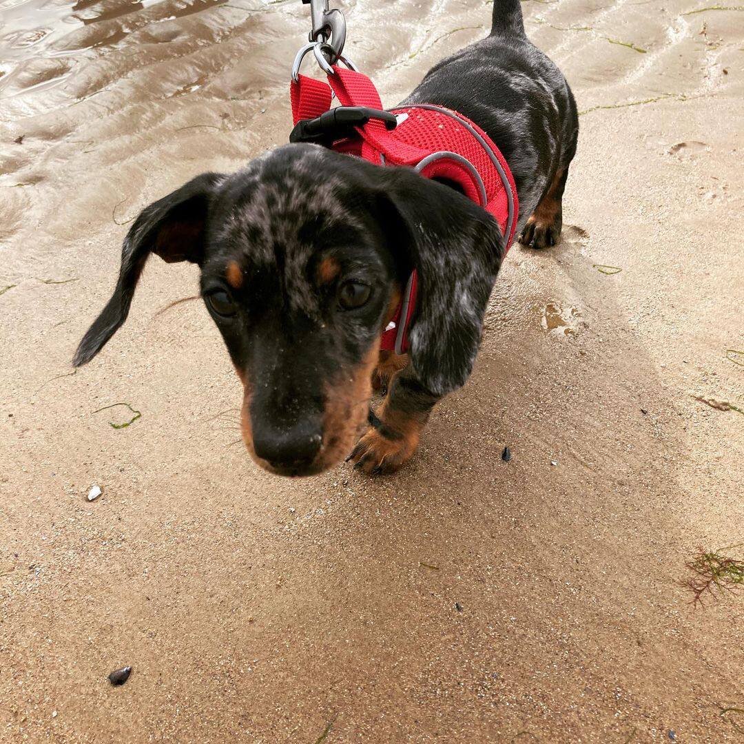 Sammy close-up face - adorable male miniature Dachshund puppy BC