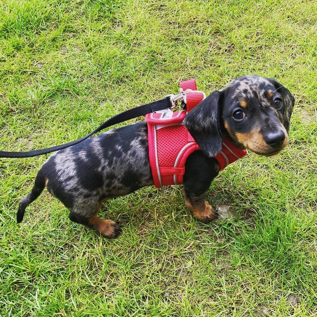 Sammy side profile - healthy male miniature Dachshund puppy Ontario
