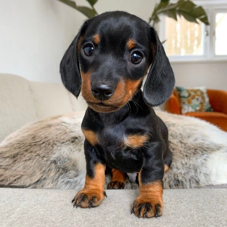 Sammy male Dachshund puppy for sale