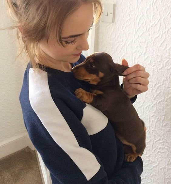 Happy Dachshund puppy family review