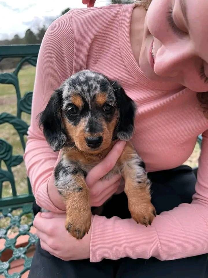 Verified review from a real Dachshund puppy parent