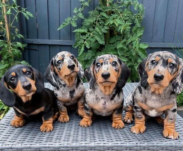 Happy RoyalDachshund adopters with their Dachshund puppies